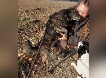 Samba die allerliebste in ganz Tierheim
