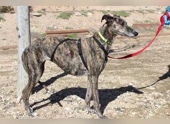 MARIANA-Sanfte Seele,ausgeglichen freundliche Galga auf der Suche nach liebevollem Für-immer-Zuhause