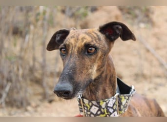 Sanfte VIOLETA-auf der Suche nach ihrem liebevollen Für-immer-Zuhause