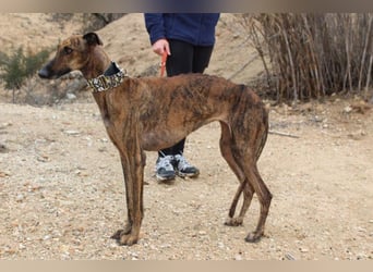 Sanfte VIOLETA-auf der Suche nach ihrem liebevollen Für-immer-Zuhause