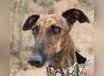 Sanfte VIOLETA-auf der Suche nach ihrem liebevollen Für-immer-Zuhause