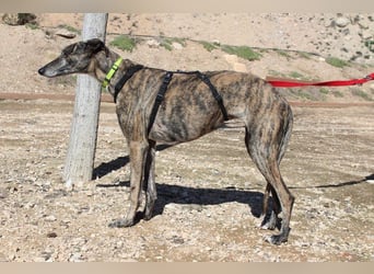 MARIANA-Sanfte Seele,ausgeglichen freundliche Galga auf der Suche nach liebevollem Für-immer-Zuhause