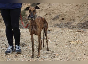 Sanfte VIOLETA-auf der Suche nach ihrem liebevollen Für-immer-Zuhause