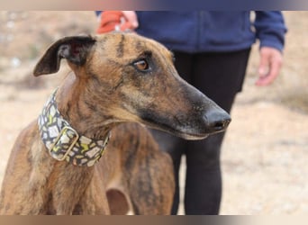 Sanfte VIOLETA-auf der Suche nach ihrem liebevollen Für-immer-Zuhause