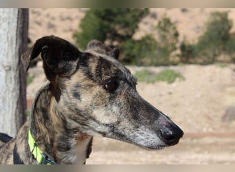 MARIANA-Sanfte Seele,ausgeglichen freundliche Galga auf der Suche nach liebevollem Für-immer-Zuhause