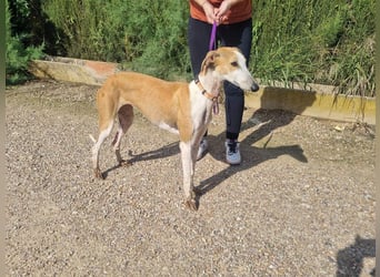 CAROLINA-Lebensfreude pur, sozial, liebevoll, sucht liebevolles Für-immer-Zuhause