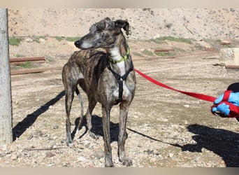 MARIANA-Sanfte Seele,ausgeglichen freundliche Galga auf der Suche nach liebevollem Für-immer-Zuhause