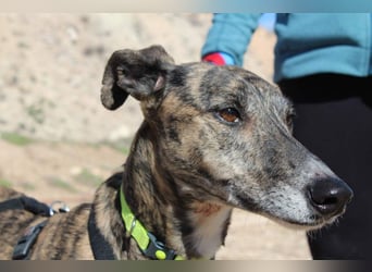 MARIANA-Sanfte Seele,ausgeglichen freundliche Galga auf der Suche nach liebevollem Für-immer-Zuhause