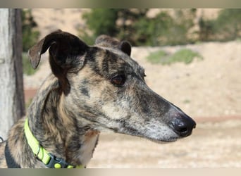 MARIANA-Sanfte Seele,ausgeglichen freundliche Galga auf der Suche nach liebevollem Für-immer-Zuhause