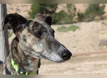 MARIANA-Sanfte Seele,ausgeglichen freundliche Galga auf der Suche nach liebevollem Für-immer-Zuhause