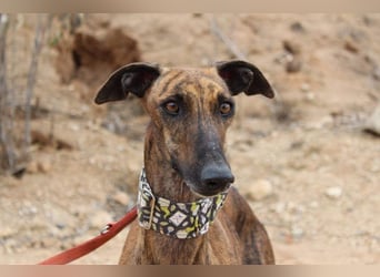 Sanfte VIOLETA-auf der Suche nach ihrem liebevollen Für-immer-Zuhause