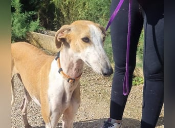 CAROLINA-Lebensfreude pur, sozial, liebevoll, sucht liebevolles Für-immer-Zuhause