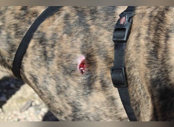 MARIANA-Sanfte Seele,ausgeglichen freundliche Galga auf der Suche nach liebevollem Für-immer-Zuhause