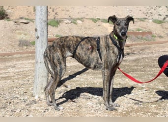 MARIANA-Sanfte Seele,ausgeglichen freundliche Galga auf der Suche nach liebevollem Für-immer-Zuhause