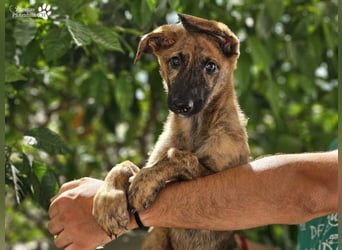 Phinnia ist ein aufgewecktes Galgo Mix Mädel