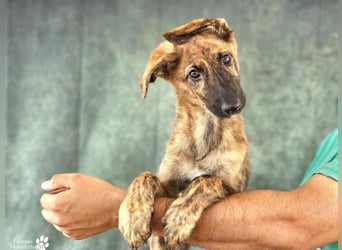 Phinnia ist ein aufgewecktes Galgo Mix Mädel