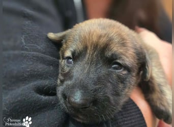 Phinnia ist ein aufgewecktes Galgo Mix Mädel