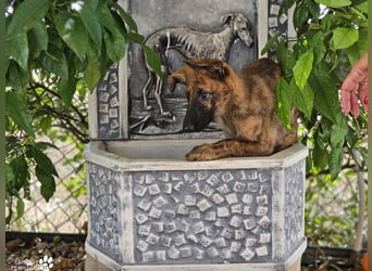 Phinnia ist ein aufgewecktes Galgo Mix Mädel