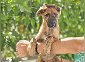 Phinnia ist ein aufgewecktes Galgo Mix Mädel