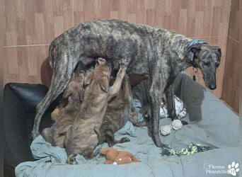 Phinnia ist ein aufgewecktes Galgo Mix Mädel