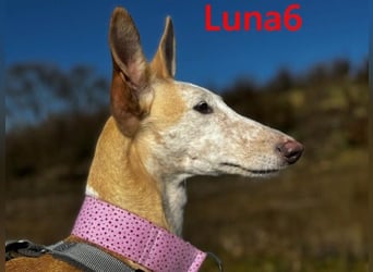 Luna6 geb. 08/2023 bereits in Deutschland - traumhafte Hundedame sucht ihr Körbchen!