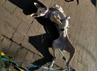 Luna6 geb. 08/2023 bereits in Deutschland - traumhafte Hundedame sucht ihr Körbchen!