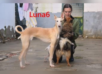 Luna6 geb. 08/2023 bereits in Deutschland - traumhafte Hundedame sucht ihr Körbchen!