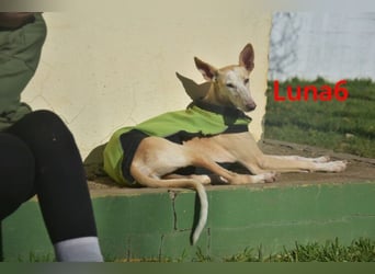 Luna6 geb. 08/2023 bereits in Deutschland - traumhafte Hundedame sucht ihr Körbchen!