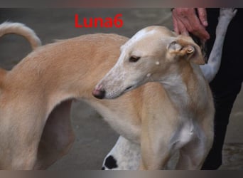 Luna6 geb. 08/2023 bereits in Deutschland - traumhafte Hundedame sucht ihr Körbchen!