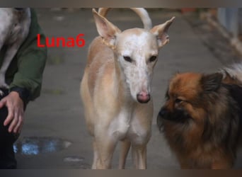 Luna6 geb. 08/2023 bereits in Deutschland - traumhafte Hundedame sucht ihr Körbchen!