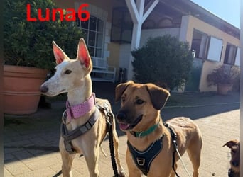 Luna6 geb. 08/2023 bereits in Deutschland - traumhafte Hundedame sucht ihr Körbchen!