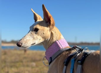 Luna6 geb. 08/2023 bereits in Deutschland - traumhafte Hundedame sucht ihr Körbchen!