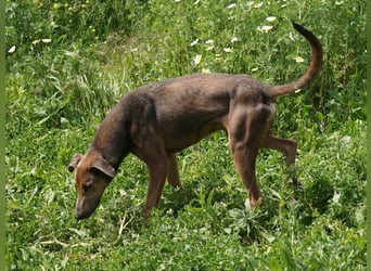 Apollo (Spanien) – Ein großer Junge, der lernen möchte ...