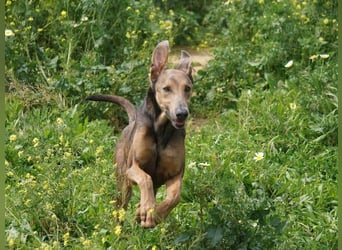 Apollo (Spanien) – Ein großer Junge, der lernen möchte ...