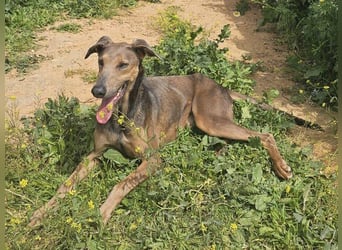 Apollo (Spanien) – Ein großer Junge, der lernen möchte ...