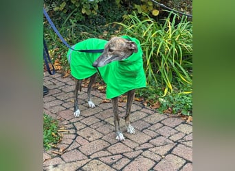 Rudi - befindet sich in einer Pflegestelle in 76593 Gernsbach