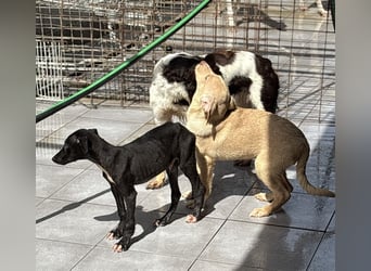 Pontos und Dogos