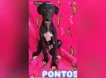 Pontos und Dogos