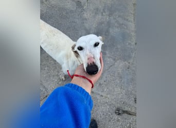 Leni - befindet sich in einer PS in 65366 Geisenheim