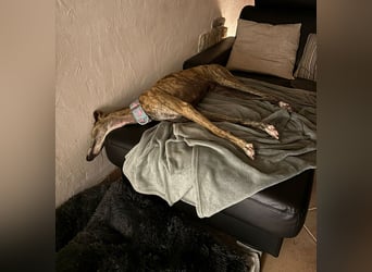 Rudi - befindet sich in einer Pflegestelle in 76593 Gernsbach