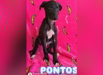Pontos und Dogos