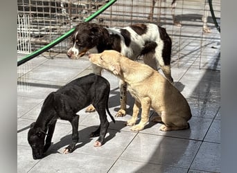 Pontos und Dogos