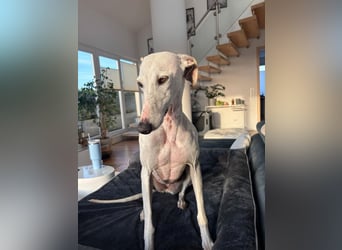 Leni - befindet sich in einer PS in 65366 Geisenheim