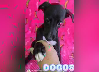 Pontos und Dogos