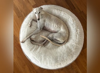 Leni - befindet sich in einer PS in 65366 Geisenheim