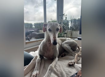 Leni - befindet sich in einer PS in 65366 Geisenheim