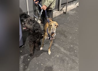 Rudi - befindet sich in einer Pflegestelle in 76593 Gernsbach