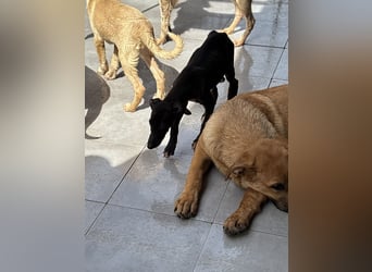Pontos und Dogos