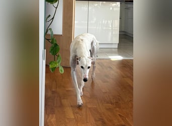 Leni - befindet sich in einer PS in 65366 Geisenheim