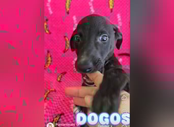 Pontos und Dogos